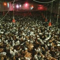مرکز تولید و فروش جوجه و نیمچه مرغ بومی تخم گذار اصلاح شده